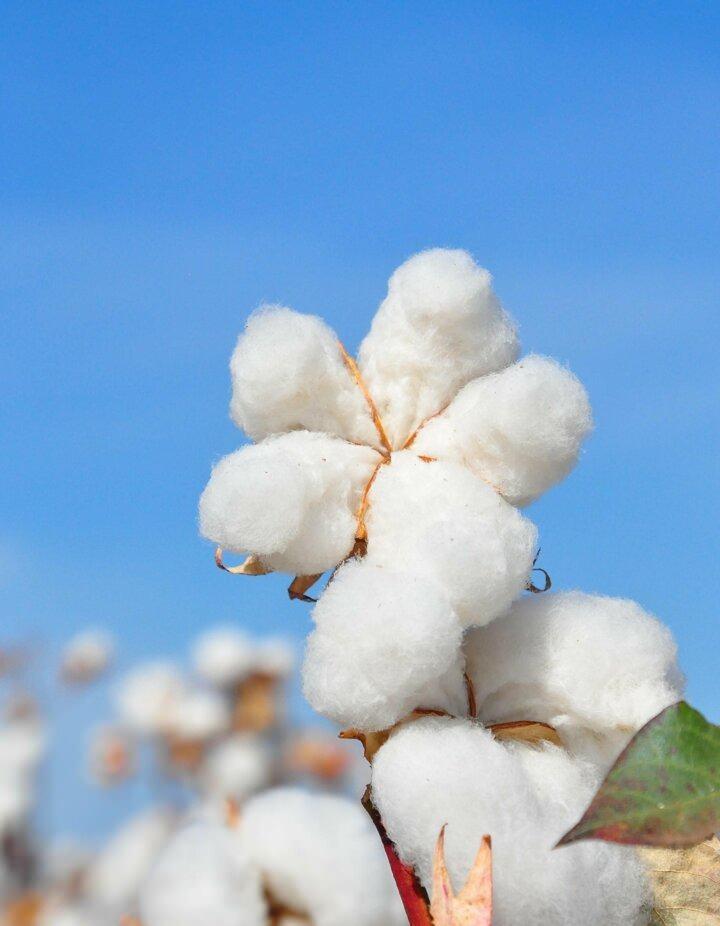 <p>Makineleşmeyle birlikte &ccedil;ift&ccedil;inin maliyeti d&uuml;şt&uuml;. Bir iş&ccedil;inin g&uuml;nl&uuml;k maksimum toplayacağı pamuk 100 kilo civarındadır. Fakat makine 650 kişinin yaptığı işi bir g&uuml;nde yapıyor.</p>
