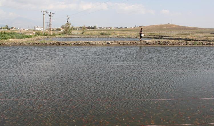 <p>Bakımı bir bebeğinkinden zor, bebek acıktığında ağlar bunlar ağlamayı bilmez. Balıkların ne zaman acıktığını bilmek zorundasınız.</p>