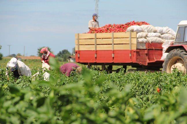 Kapya biber &ccedil;ift&ccedil;iyi yaktı...Tonlarcası tarlada kaldı