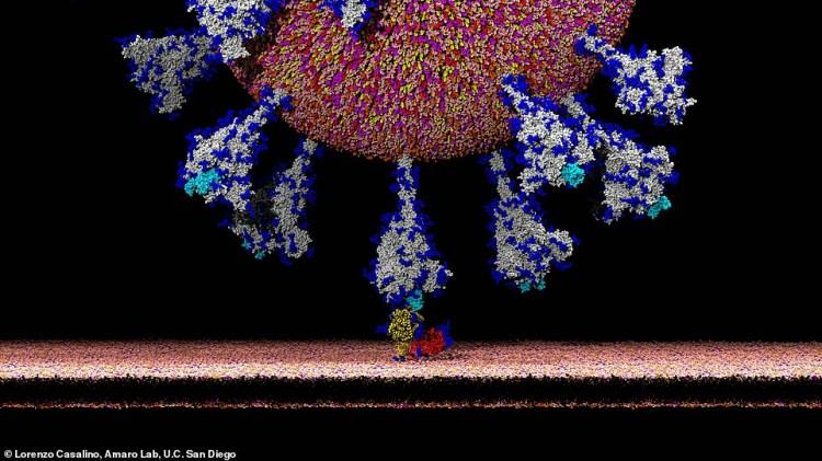 <p>Pekin'deki Tsinghua Üniversitesi'nde yapısal biyolog olan Dr Sai Li, yeni koronavirüsün haritasını çıkardı. İşte virüsün insan vücudunu nasıl etki aldığını gösteren göÇin ve ABD’li bilim insanları, koronavirüs (Covid-19) insan hücreleriyle etkilişim anını sanal gerçeklik teknolojisi süper bilgisayarlarla görüntüledi.</p>
