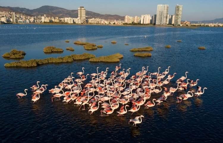<p><strong>Geçtiğimiz yıl sonunda İzmir Büyükşehir Belediye Başkanı Soyer'in UNESCO Dünya Mirası Listesi'ne alınması için proje başlattıklarını açıkladığın Gediz Deltası flamingolara ev sahipliği yapıyor. Gediz deltası şehrin nefes alma bölgelerinden biri olup  bu delta eşine az rastlanır muhteşem güzellikler arasında yer alıyor. İşte Gediz Deltası hakkında merak edilenler...</strong></p>

