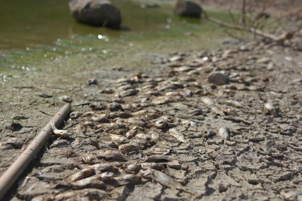 <p>Su yüzeyini yüzlerce ölü balık kaplarken, göletlerde suyun çekildiği noktalarda da ölü balık kalıntılarına rastlanıyor. </p>
