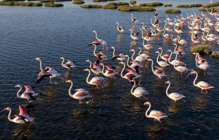 <p>İzmir'de bulunan Gediz Deltası, Gediz Nehri'nin taşıdığı alüvyonların Körfez'de birikmesi sonucu oluştu. 40 bin hektarlık yüzölçümü ile Gediz Deltası, Doğu Akdeniz'in en büyük deltalarından biri olma özelliğini taşıyor.</p>
