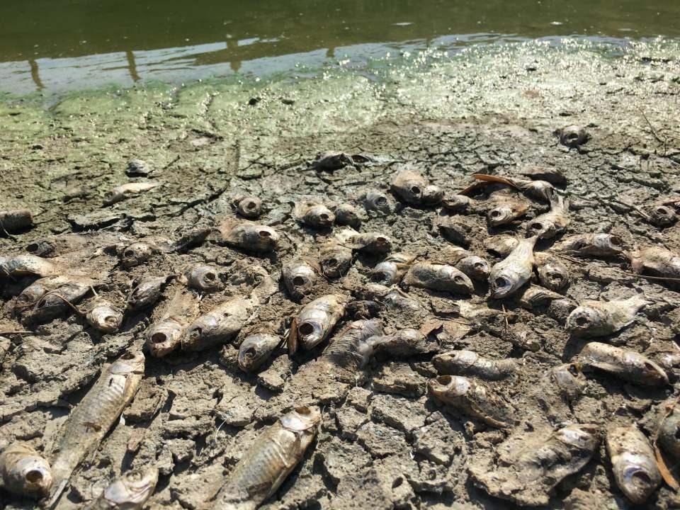 <p>İzmir'in Bornova ilçesinde bulunan ve kentin simge projeleri arasında gösterilen 'Homeros Vadisi' mesire alanındaki göletlerin bazılarında kirlilik nedeniyle balıklar ölürken, çevreye de kötü koku yayılıyor. Piknik yapmak için bölgeye gelenler, yetkililere temizlik yapılması çağrısında bulundu.</p>
