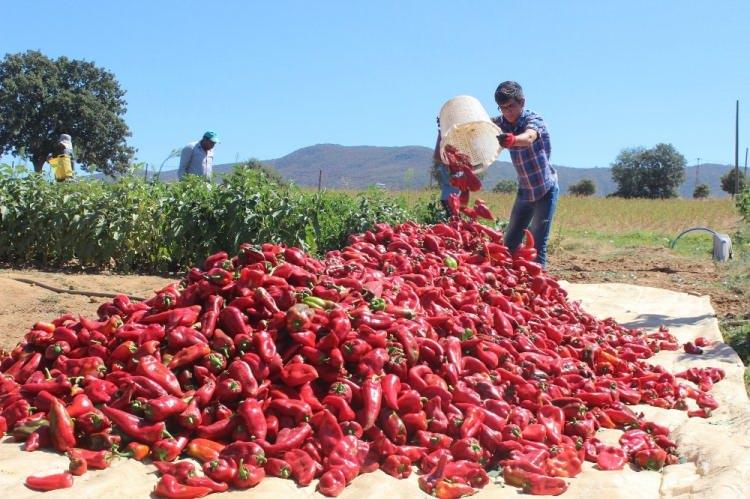 Kapya biber &ccedil;ift&ccedil;iyi yaktı...Tonlarcası tarlada kaldı