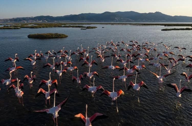 <p>Gediz deltası aynı zamanda binlerce flamingolara da ev sahipliği yapıyor. Nisan başından itibaren ise flamingolar üreme adalarında toplanmaya başladı. Son yıllarda artan sayılarıyla, yaklaşık 20.000 çifte yakın flamingo şu anda bu adada kuluçkaya yatıyor. </p>
