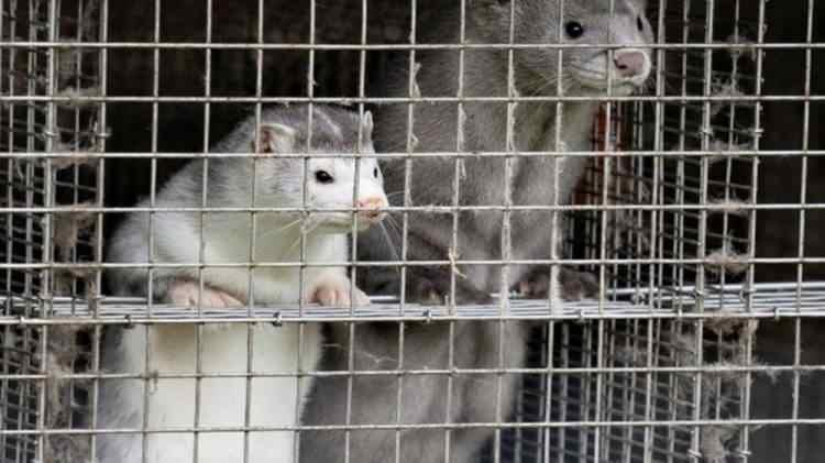 Danimarka koronavirüse yakalanan 2,5 milyon vizonu öldürecek