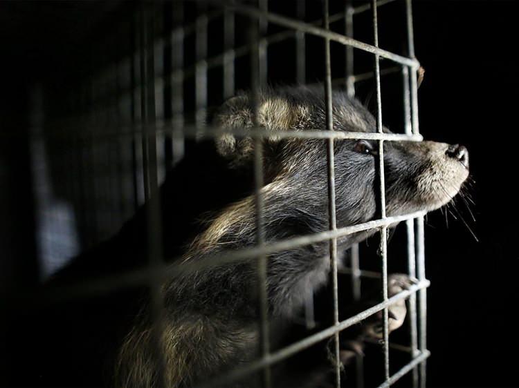 Danimarka koronavirüse yakalanan 2,5 milyon vizonu öldürecek