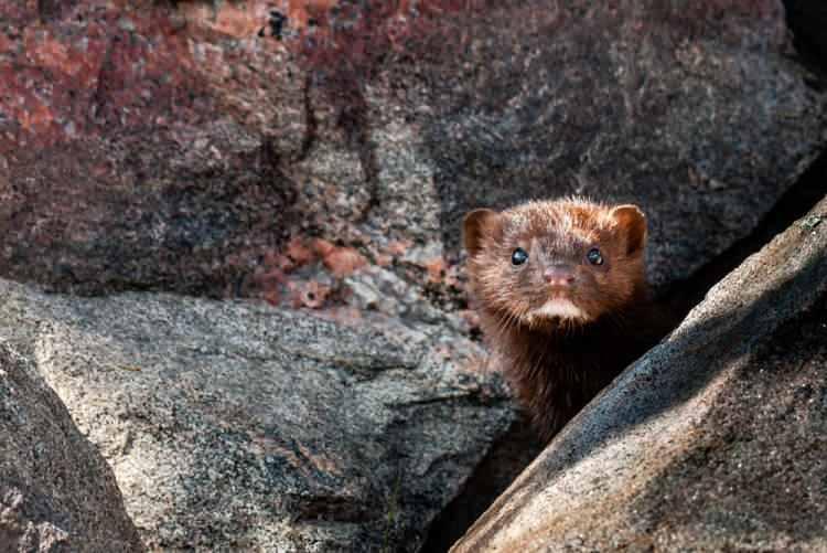 Danimarka koronavirüse yakalanan 2,5 milyon vizonu öldürecek