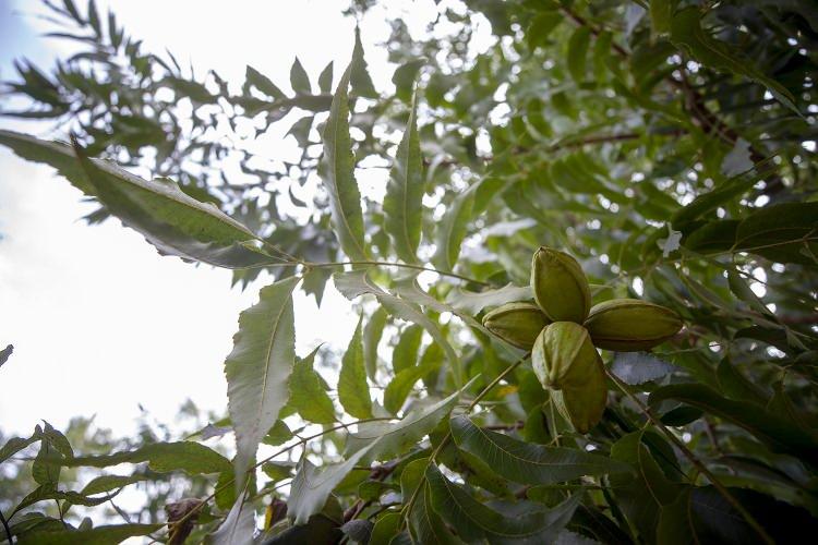<p><strong>- Kabuğu da meyvesi kadar değerli</strong></p>
<p>Pikan cevizinin kabuğunun da önemli olduğuna işaret eden Kuyucu, "Kabuğu ilaç ve tıbbi malzemelerde kullanılıyor. Biz kabuğunu çöpe atmıyoruz. </p>