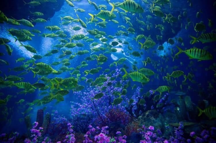 <p>TÜM MERCAN TÜRLERİNDE AZALMA YAŞANDI</p>

<p>Bilim insanları çalışma kapsamında  1995'ten 2017'ye kadar resifteki mercan kolonilerinin sağlığını ve boyutlarını analiz etti. Popülasyonların tüm mercan türlerinde düşüş gösterdiği, özellikle dal ve masa şeklindeki mercanlarda yüzde  50'den fazla kaybın yaşandığı belirtildi. </p>

<p>Söz konusu iki mercan türü, balıklar ve diğer deniz yaşamı için habitat sağlayan büyük, yapısal organizmaları oluşturuyor.</p>

<p> </p>
