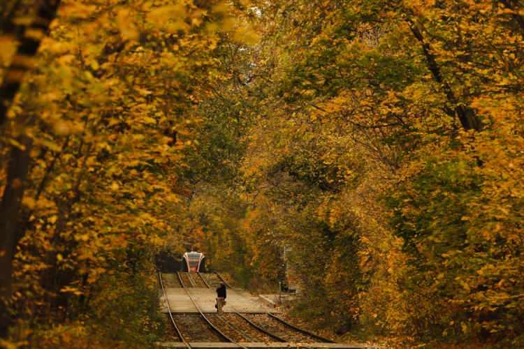 <p>Rusya'nın başkenti Moskova'da doğa, sonbaharın gelmesiyle sarının tonlarına büründü. </p>
