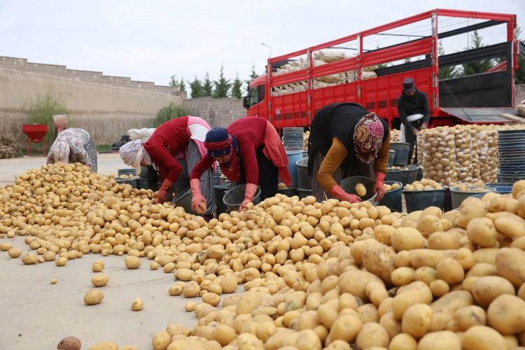 <p>Ülkenin her yanında yetiştirilen patates buraya muhafaza edilmesi için getiriliyor. Buradan da yaklaşık 8 ay pazarlara sevk edilmektedir. Türkiye'de bu yıl 5 milyon ton üzerinde patates üretimi var. </p>
