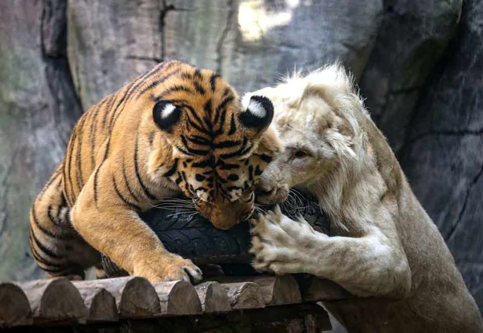 <p>Vahşi kediler dünyasının iki ayrı türüne mensup beyaz aslan "Pamuk" ile Bengal kaplanı "Toby"nin 2 aylıkken başlayan dostluğu görenleri şaşırtıyor. </p>
