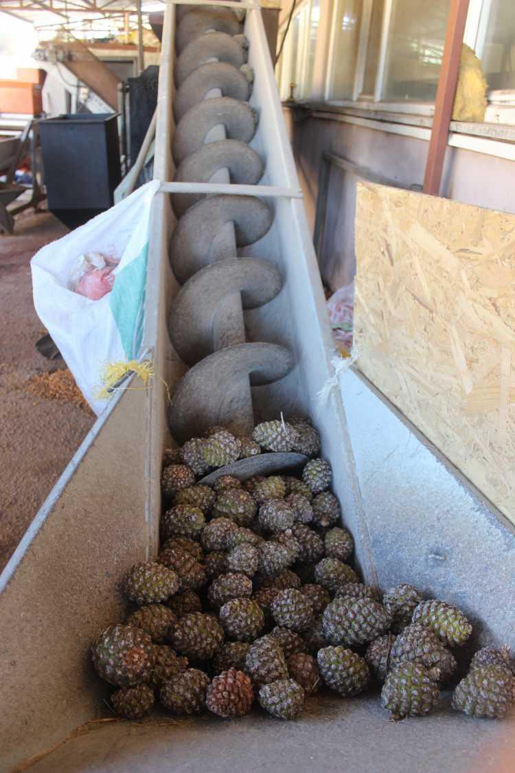 <p>Çam fıstığındaki besin maddelerinin mükemmel kombinasyonu enerjiyi artırırken, magnezyum ve protein gibi diğer önemli mineraller kalp krizlerini ve şeker hastalığını önlemeye yardımcı olur.<br />
Karmaşık bir moleküle sahip olan bu besinin vücutta parçalanması daha uzun sürer. Bu sayede tükenmişliğe neden olmadan sürekli ve uzun süreli enerji sağlar.<br />
Vücuttaki romatizmal ağrılara iyi gelir.<br />
Hamile anneler için çok faydalıdır. Bebeğin gelişimini destekler.<br />
Yüksek miktardaki C vitamini sayesinde bağışıklık sistemini güçlendirir.<br />
Cinsel isteksizliği giderir, sperm sayısının artışında önemli bir rol oynar.</p>
