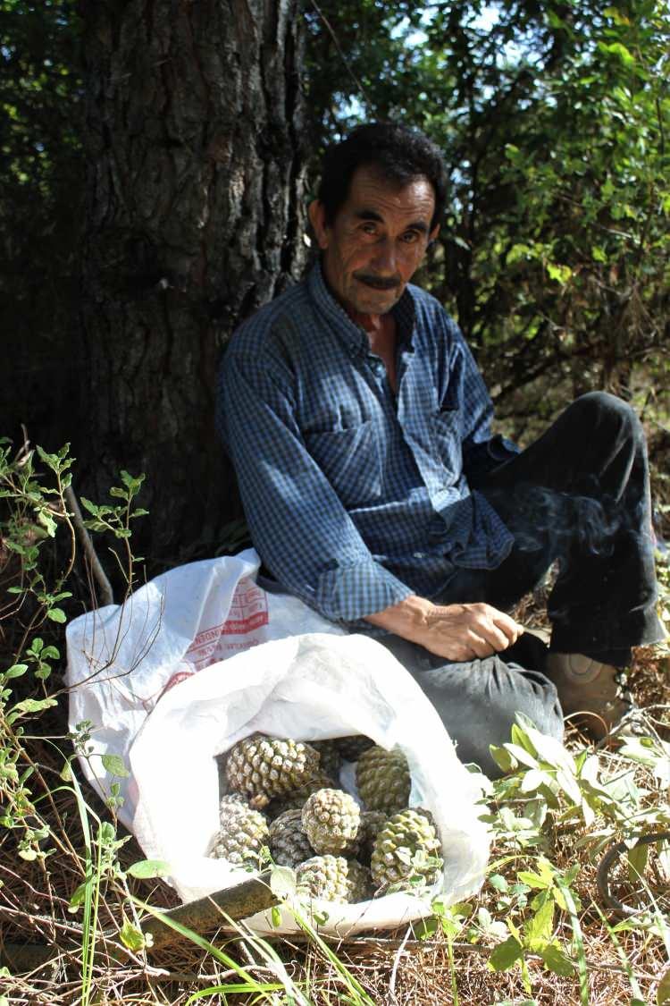 <p>Ürün değerli olunca dışarıdan hırsızlar da çam fıstıklarını toplamak için bölgeye akın ediyor. Çam fıstıklarını dışarıdan gelenlerden korumak isteyen köylüler ise 2 tane bekçi ile bölgeyi korumaya aldı.</p>