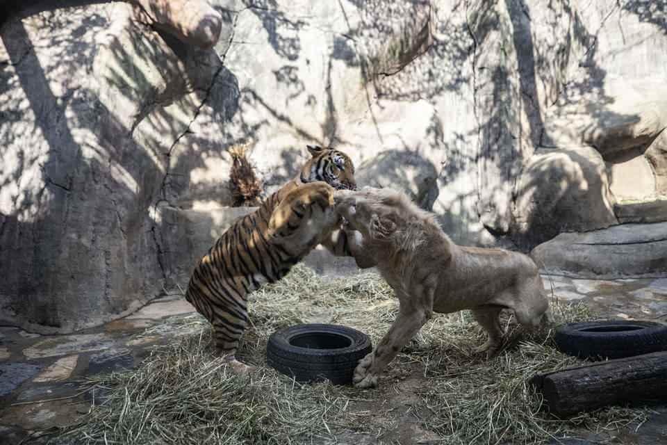 <p>Tuzla'daki Aslan Park'ta 18 ay önce dünyaya gelen aslan "Pamuk" ile kaplan "Toby", birbirinden ayrılmayan iki dost. </p>

<p> </p>
