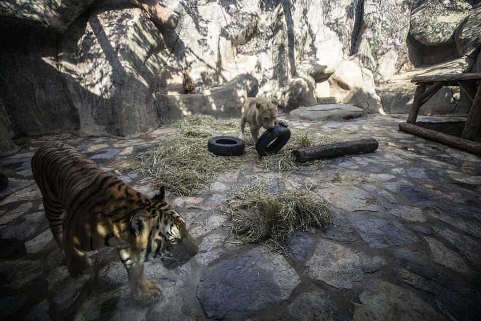 <p>Anneleri tarafından kısa süre bakılan bu aslan ve kaplanın bakımının, bakıcılar tarafından üstlenildiğini belirten Aydın, "O dönemde tanıştılar ve bir araya geldiler. Yaklaşık 4 ay boyunca bir arada kaldılar ancak her ikisi farklı türler olduğu için ayırmak istedik. Bir baktık ki hayvanlarda bir huzursuzluk var. Bu huzursuzluğun nedenini araştırmaya başladık. Daha sonra bir araya geldiklerinde gördük ki aslında birbirlerini istiyorlar. 4 ay içinde arkadaş olmuşlar. Doğada farklı bölgede yaşamalarına ve farklı türler olmalarına rağmen güzel bir dostluk başladı. Daha sonra tekrar ayırma teşebbüsümüz oldu. Çünkü yeni bir barınağa geçip yuva kurmaları gerekiyor. Ama yine bir huzursuzluk oldu, birbirlerini özlediler. Bir bakım, tedavi, aşı için kısa süreliğine ayırdığımızda bile birbirlerini görmek istiyorlar. Tabiri caizse kanka oldular. Şu an iki yaşını doldurana kadar bu canlılar bir arada kalacaklar. İki yaşından sonra kendi yuvalarını kurmak üzere farklı bir barınağa alınacaklar." diye konuştu.</p>

<p> </p>
