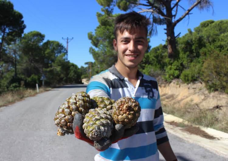 <p>Bir köylü günde 150 ila 500 kilo arasında çam fıstığı kozalağı toplayabiliyor. Toplanan çak fıstığı kozalakları işlenmek için fabrikaya gidiyor. </p>