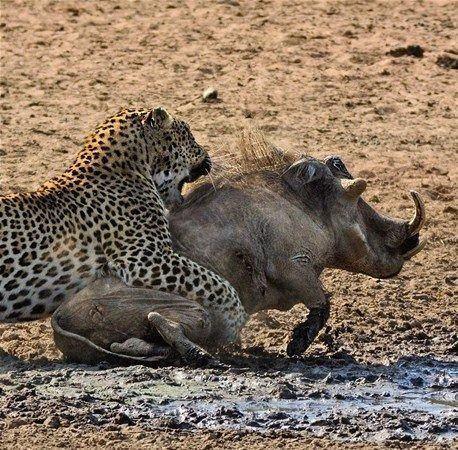 <p>Bu kez avcı av oldu... Aç leopar iki domuzu pusuya düşürdü.. Domuzlardan genç olanına saldıran leopar, avını yakaladığı anda beklenmedik bir şey oldu..</p>