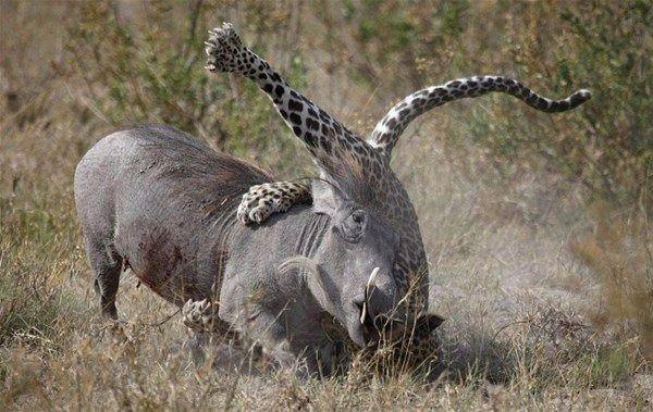 <p>Genç domuzun annesi kaçmak yerine leopara saldırdı. Bıçak gibi keskin dişleriyle leoparı sıkıştırarak genç domuzu kurtardı..</p>