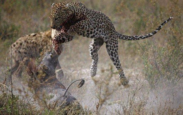 <p>Leopar avınından olmanın yanında canını da zor kurtardı..</p>
