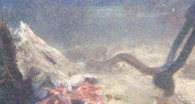 <p>Katil solucanın 1.2m uzunluğunda olduğu ortaya çıktı.</p>