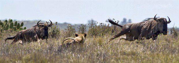 <p>Bir Afrika antilobu sürüsünü izleyen aslan, aralarından birini avı olarak seçti ve atağa geçti.</p>