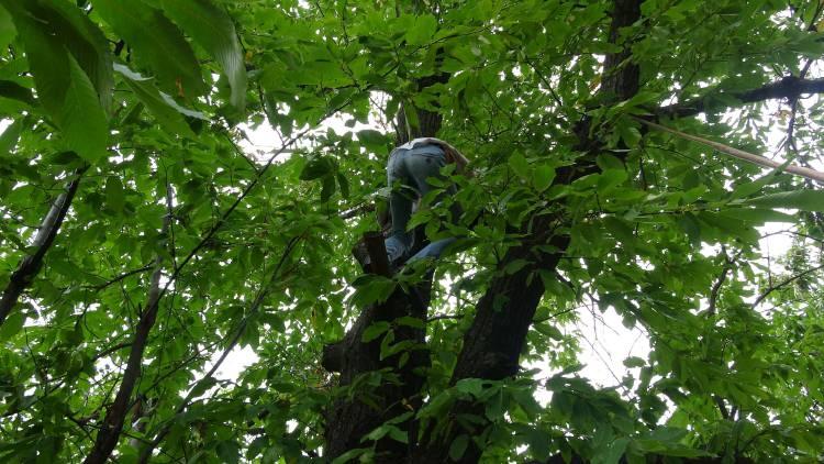 <div>15 ile 20 metre kadar yüksekliğe çıkıyoruz. Günlük 400 lira civarında bir yevmiye ile çalışıyoruz. Yapabilene göre çok iyi bir iş. Yükseklik korkusu olan kişiler asla bu işi yapamaz" dedi.</div>
<div> </div>