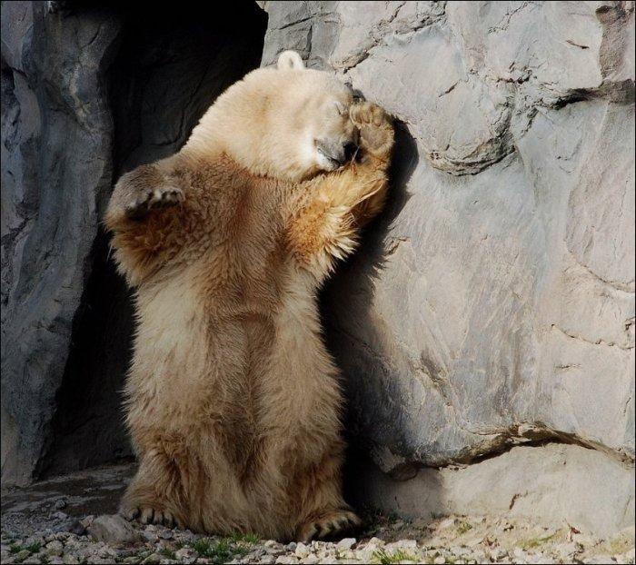 <p>Kutup ayılarının çekilen birbirinden güzel ve eğlenceli fotojenik hallerine bakarken keyif alacaksınız.</p>
