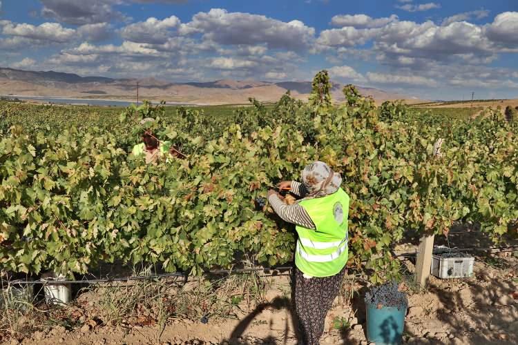 <p>Özveriyle çalışan kardeşler üretim yaptıkları alanı 350 dönümden 10 yılda 600 dönüme çıkardı, 300 dönüm alanda da ceviz ve badem yetiştirdi.</p>
<p> </p>