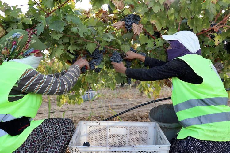 <p>Hem İstanbul'daki işlerini sürdüren hem de kilometrelerce uzaklıktaki baba yadigarı üzüm bağına sahip çıkan 3 kardeşin çalışması takdir görüyor.</p>

<p> </p>
