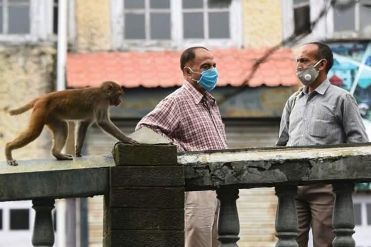Hindistan'da maymunlar şehri istila etti! Hükümet öldürün emri verdi..