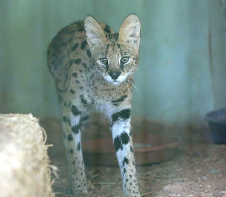 <p>Gaziantep B&uuml;y&uuml;kşehir Belediyesi Doğal Hayatı Koruma Daire Başkanı Celal &Ouml;zs&ouml;yler, Serval kedisinin nesli t&uuml;kenmekte olan bir hayvan olduğunu belirterek, ş&ouml;yle konuştu:</p>
