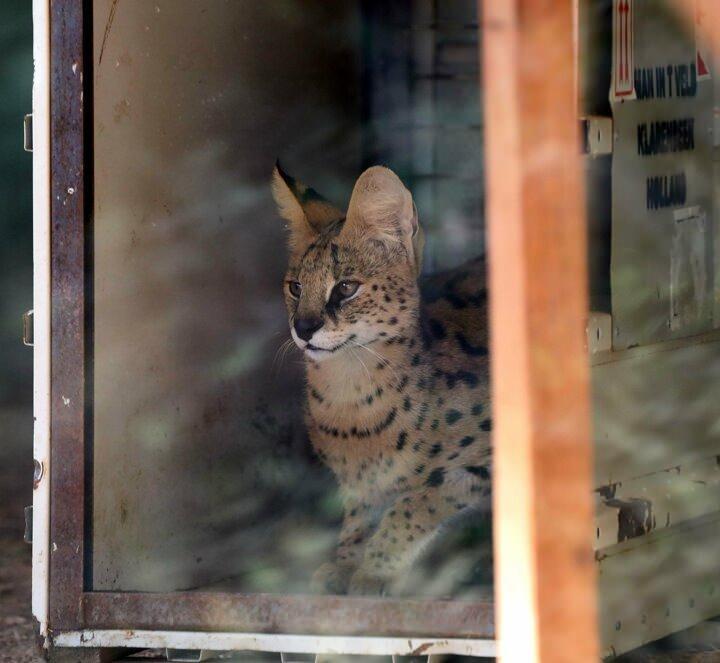 <p>Serval kedisi şu anda T&uuml;rkiye&rsquo;de sadece Gaziantep Hayvanat Bah&ccedil;esinde bulunuyor. Bu kedimiz dişi, yurt dışından erkeğini getirterek &uuml;retmeyi planlıyoruz. Serval kedisi nesli t&uuml;kenmekte olduğu i&ccedil;in burada koruma altında tutup, &ccedil;oğaltarak sayılarını artırmayı hedefliyoruz."</p>
