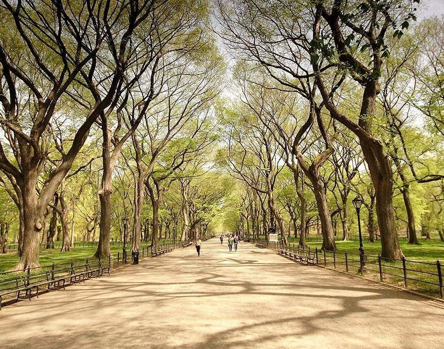 <p>Amerika'nın New York eyaletinde yer alan yemyeşil Central Park koskoca bir şehrin göbeğinde yer alıyor.</p>
