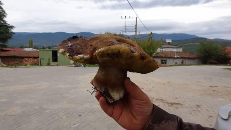 <p>Ormanlık alanlardan toplanan mantarlar Çanakkale’deki firmalara satılıyor. Mantarları alan firmalar ise ürünleri işleyerek Avrupa ülkelerine ihraç ediyor.</p>
<p> </p>