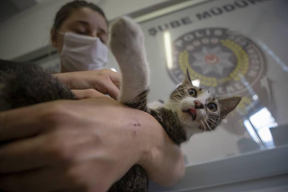 <p>İl Emniyet M&uuml;d&uuml;rl&uuml;ğ&uuml; binasının altındaki otoparkta bir sokak kedisi &uuml;&ccedil; yavru d&uuml;nyaya getirdi.</p>
