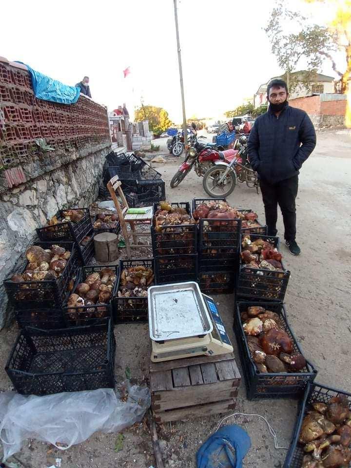 <p>Mevsimin kurak gitmesi, yeterli yağmurun ormanlara düşmemesi nedeniyle Latince adı 'Boletus edulis' olan ayı mantarı önceki yıllara oranla daha az bulunuyor. </p>
