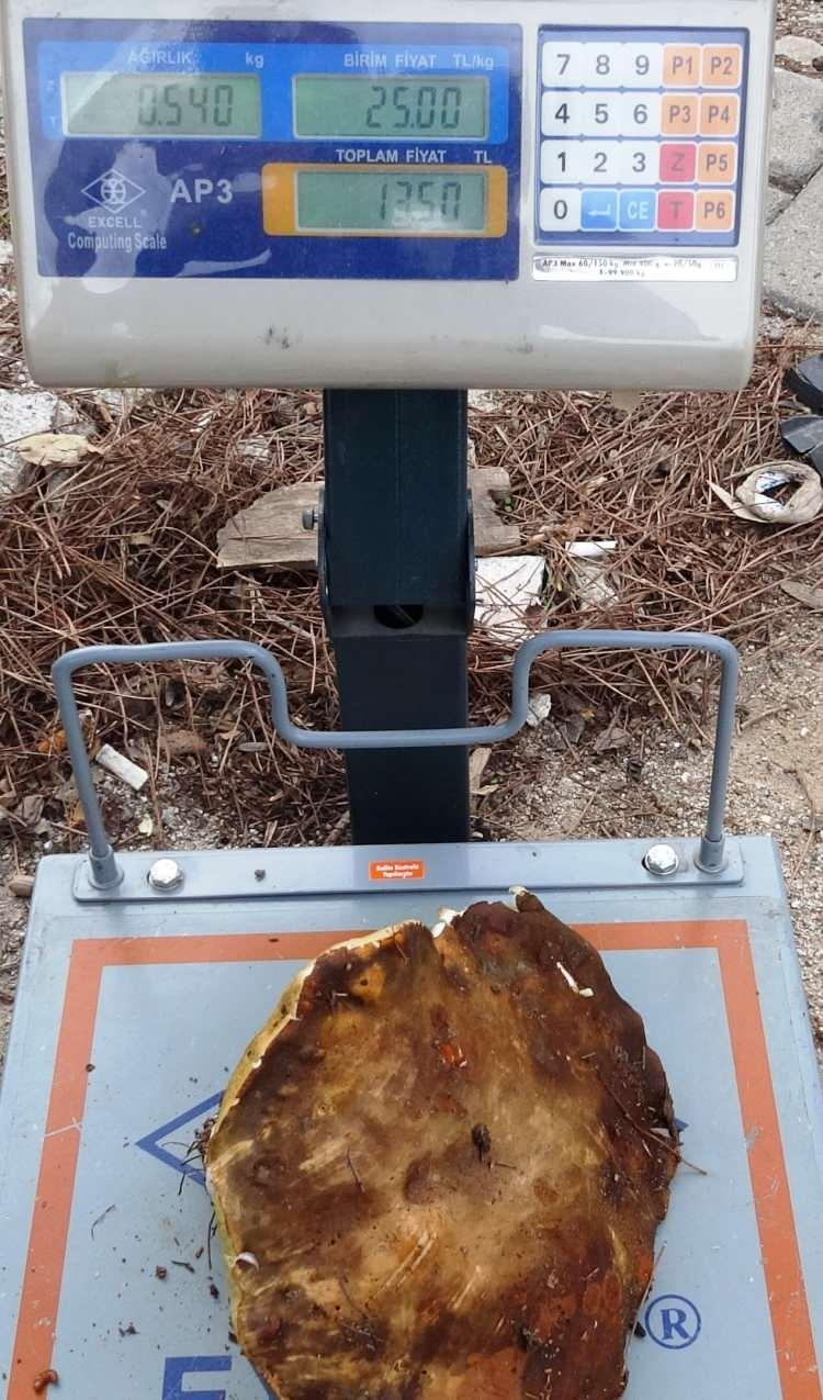 <p>Ayı mantarı, Kazdağları’nda göknar ve kayın ağaçlarının diplerinde ve meşeliklerin yanında oluyor. Bunlar ekseriyetle oralarda çok olur. Çam mantarı deriz yani melki de çam ağaçlarının çok olduğu yerlerde çıkar” dedi.</p>