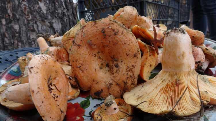 <p><strong>“Yurtdışına göndermek için şirketlere satıyoruz”</strong></p>
<p>Mantarları köylülerden toplayarak şirketlere satan Ali Çelik, “Bugünkü piyasamız 25 lira. Yurtdışına göndermek için biz şirketlere veriyoruz. Bolet mantarı aldık. 5-6 tüketici firma var ancak Türkiye’de yağışların az olmasından dolayı Bayramiç Kazdağları’nda biraz mantar oldu. Geçen sene mantar satışı yoğun ve boldu. 15 liradan satıldı ama bu sene yağmur olmadığından dolayı fazla yok, haliyle fiyatlar da arttı biraz” dedi.</p>