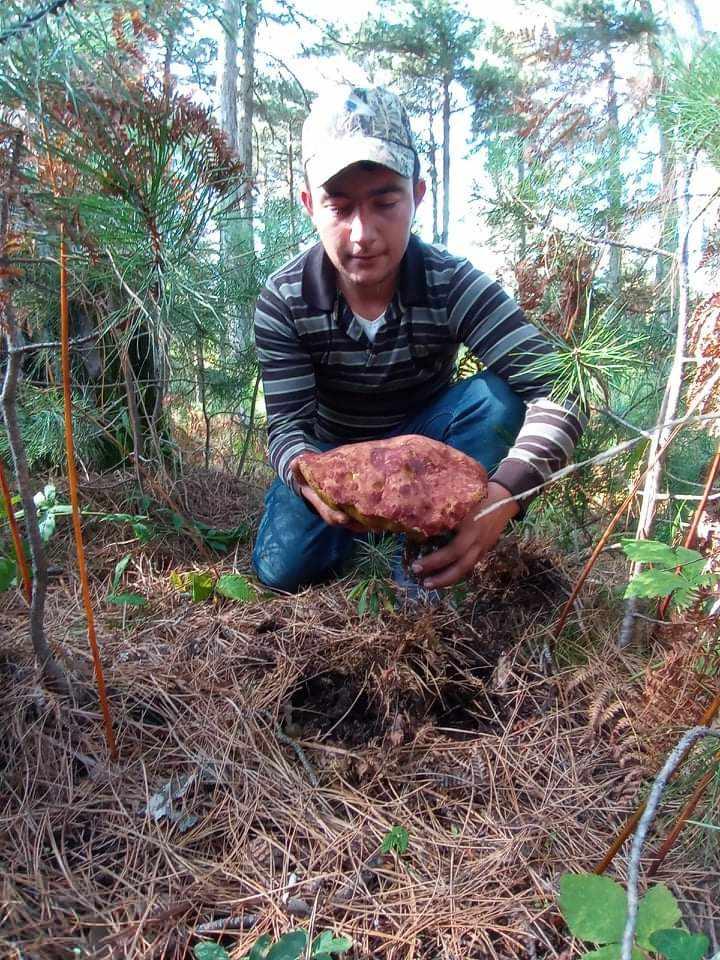 <p>Yöre halkı, köylülerin gelir kapısı olan ayı mantarının yağmurların yağmasıyla birlikte bollaşmasını beklediklerini söyledi.</p>