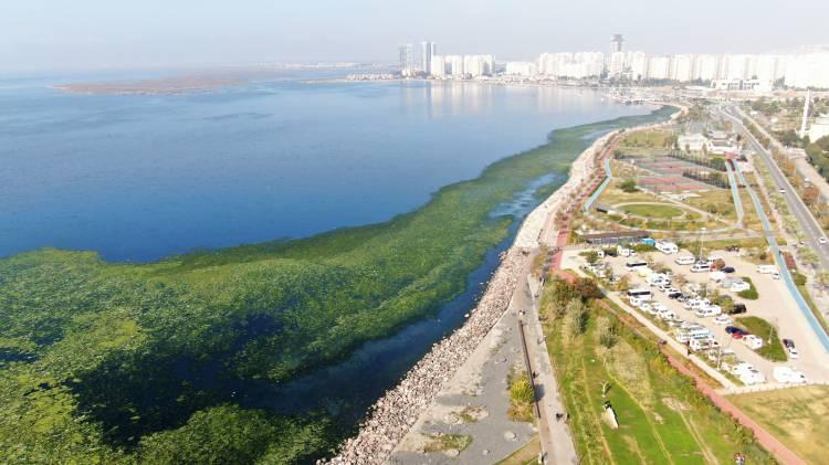 <p>İzmir'in Karşıyaka ilçesi Bostanlı sahilinde deniz yüzeyini halk arasında 'deniz marulu' olarak adlandırılan yeşil su bitkisi kapladı.  </p>
