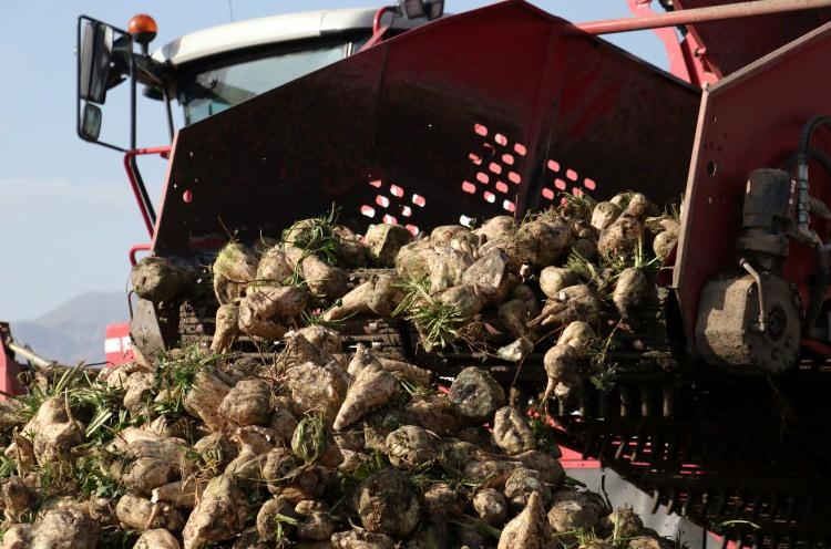 <p>- Ekilemeyen araziler de değerlendirildi</p>

<p>Demir, desteklemelerle &ccedil;ift&ccedil;inin pancar ekimini s&uuml;rd&uuml;rmesini ama&ccedil;ladıklarını belirterek,&nbsp;şunları kaydetti:</p>

<p>"&Ccedil;ift&ccedil;ilerimize ekim, &ccedil;apa, sulama ve s&ouml;k&uuml;m desteği gibi destekler veriyoruz. &Ouml;zelleştirmeden aldığımız d&ouml;nemde ilk yıl sadece 800 d&ouml;n&uuml;m ekim vardı. Bizim bu teşviklerimiz ve şirketin devreye girmesiyle ekim alanı bu yıl 2 bin 700 d&ouml;n&uuml;me &ccedil;ıktı. &Ouml;n&uuml;m&uuml;zdeki yıl bunun 10 bin d&ouml;n&uuml;me &ccedil;ıkacağını tahmin ediyoruz &ccedil;&uuml;nk&uuml; biz &ccedil;ift&ccedil;ilerimize verimin nasıl artacağını g&ouml;sterdik."&nbsp;</p>
