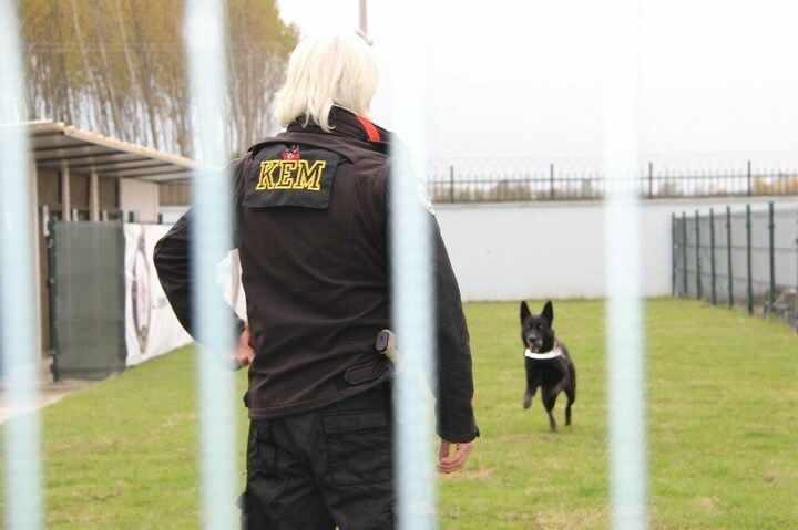 <p>D&uuml;zce İl Emniyet M&uuml;d&uuml;rl&uuml;ğ&uuml; bah&ccedil;esinde &ouml;zel k&ouml;pek eğitim merkezinde hayatını devam ettiren Shadow sabahın erken saatlerinde başlayan mesaisinde operasyonlar olmadığı zaman g&uuml;n&uuml; antrenman yaparak ge&ccedil;iriyor. Kondisyon ve dayanıklılık antrenmanlarından, narkotik koku antrenmanlarına kadar bir&ccedil;ok antrenman yapan Shadow, g&uuml;nl&uuml;k yaptığı antrenmanlar sayesinde zehir tacirlerinin korkulu r&uuml;yası olurken Narkotik Su&ccedil;larla M&uuml;cadele Şube M&uuml;d&uuml;rl&uuml;ğ&uuml;&rsquo;n&uuml;n de g&ouml;zbebeği.</p>

