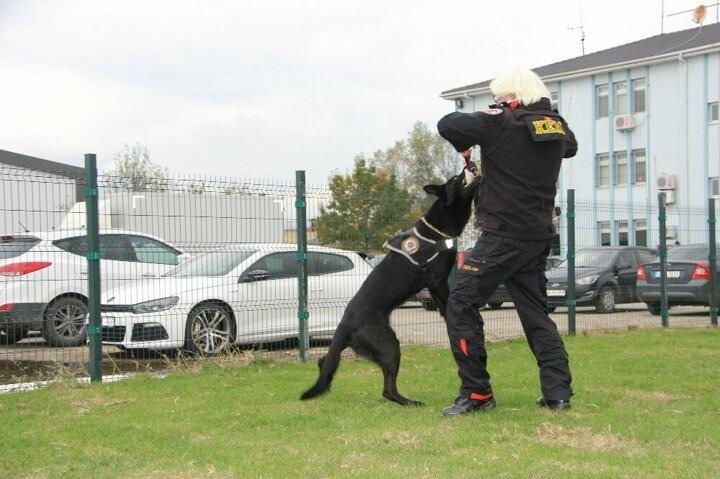 <p>Narkotik k&ouml;peklerinin temini hakkında da bilgiler veren Cihan &Ccedil;evik; &ldquo;Narkotik arama bulma k&ouml;peklerimizi Daire Başkanlığımızın k&ouml;pek eğitim merkezimizin &uuml;retiminde olan k&ouml;peklerden veya ihtiya&ccedil; olduğunda satın alma yoluyla ya da vatandaşlarımızın bizlere hibe ettiği k&ouml;peklerinden se&ccedil;erek eğitiyor, yetiştiriyoruz ve g&ouml;reve başlatıyoruz. Vatandaşlar k&ouml;peklerini bize getiriyorlar. 2-6 aylıktan 2 yaşına kadar olan k&ouml;pekler oluyor bunlar. Bizim belirli testlerimiz var. Bu testleri yapıyoruz. Yeterli g&ouml;rd&uuml;ğ&uuml;m&uuml;z k&ouml;pekler i&ccedil;in daire başkanlığımıza bilgi veriyoruz.&nbsp;</p>
