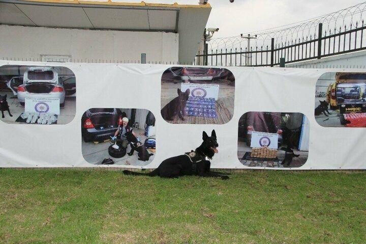 <p>Orada tekrar test yapılıyor. Testleri ge&ccedil;en k&ouml;pekler, T&uuml;rkiye genelinde k&ouml;pek eğitmeni olan polis arkadaşlarla birlikte g&ouml;reve başlıyor. Vatandaşlarımızın bu konuda desteği &ouml;nemli ve ciddi anlamda desteklerini de alıyoruz&rdquo; şeklinde konuştu.</p>
