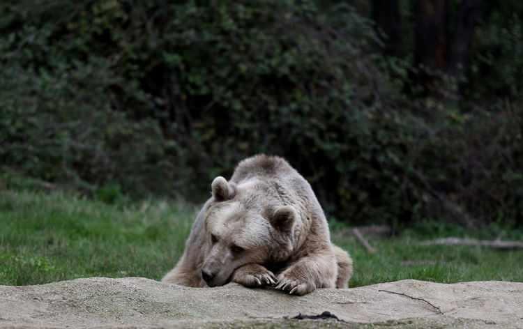 <p>Bursa’da bir barınakta bulunan ayılar, bakıcıları tarafından çeşit çeşit yiyecekle besleniyor. Enerji depolayan ayılardan 71'i kış uykusuna yatmadı.</p>
