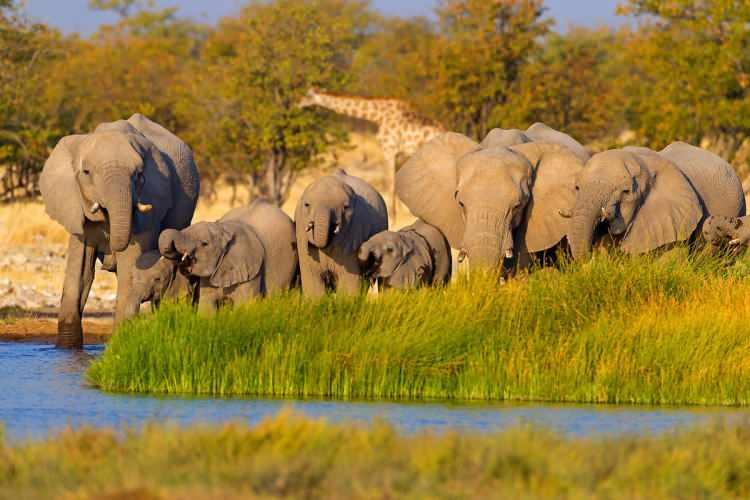 <p>22 Mart 1907 tarihinden bu yana Milli Park statüsünde olan Etosha, yıllık 200 bini aşan ziyaretçi sayısıyla Namibya'nın turizm gelirlerinde önemli bir yere sahip. </p>
