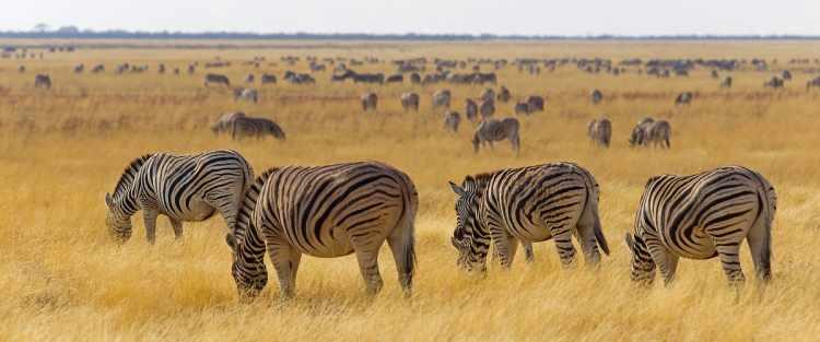 <p>Afrika'nın en önemli yaban hayatı merkezlerinden olan Etosha Ulusal Parkı Namibya'nın kuzeybatısında yer alıyor. </p>
